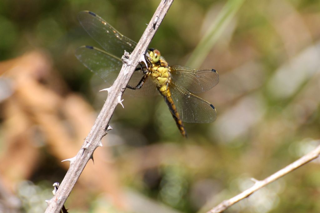 Orthetrum cancellatum femmina?